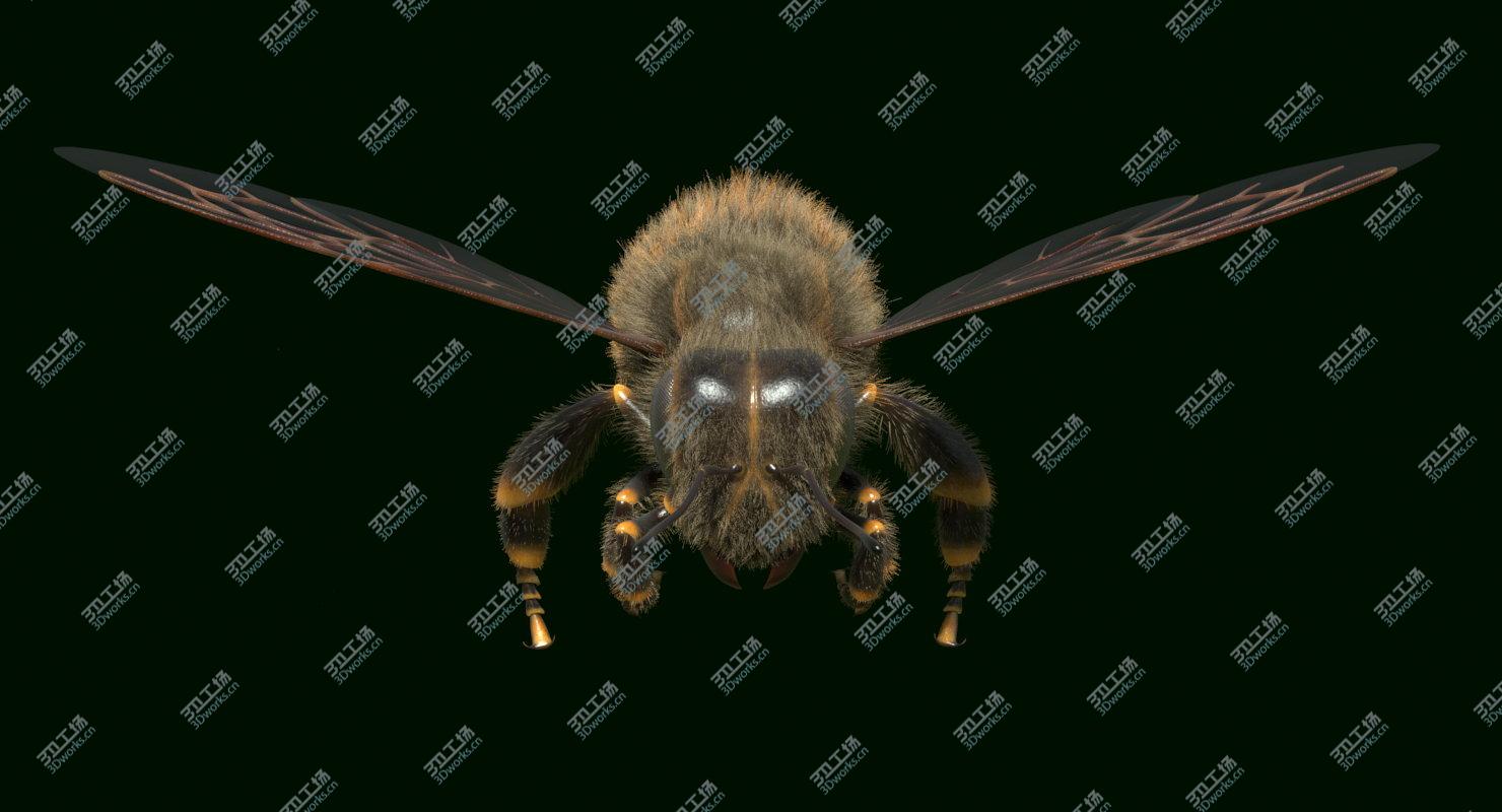 images/goods_img/2021040234/Bee Rigged and Animated/2.jpg